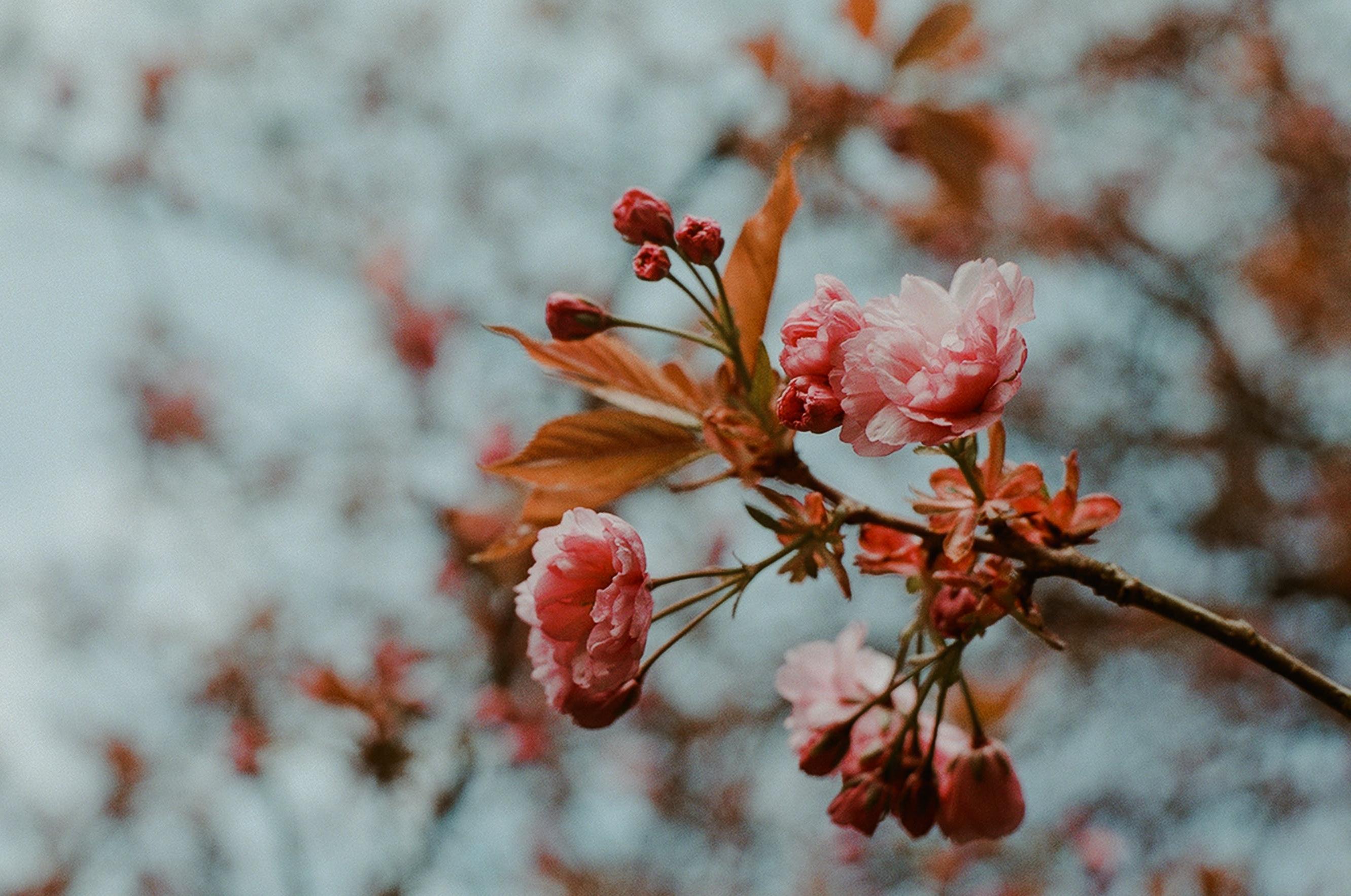 Keeping Your Garden Glowing Through the Frost